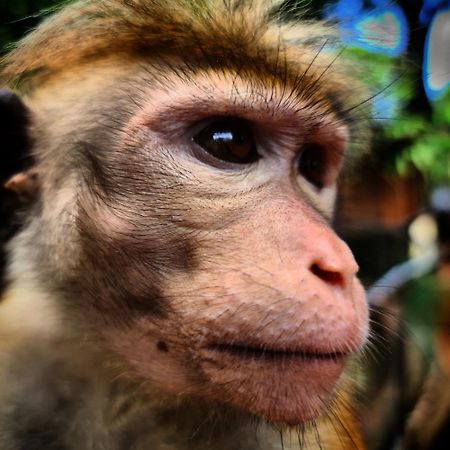 Humbhaha Jungle Yala Nature Eco Resort Катарагама Экстерьер фото