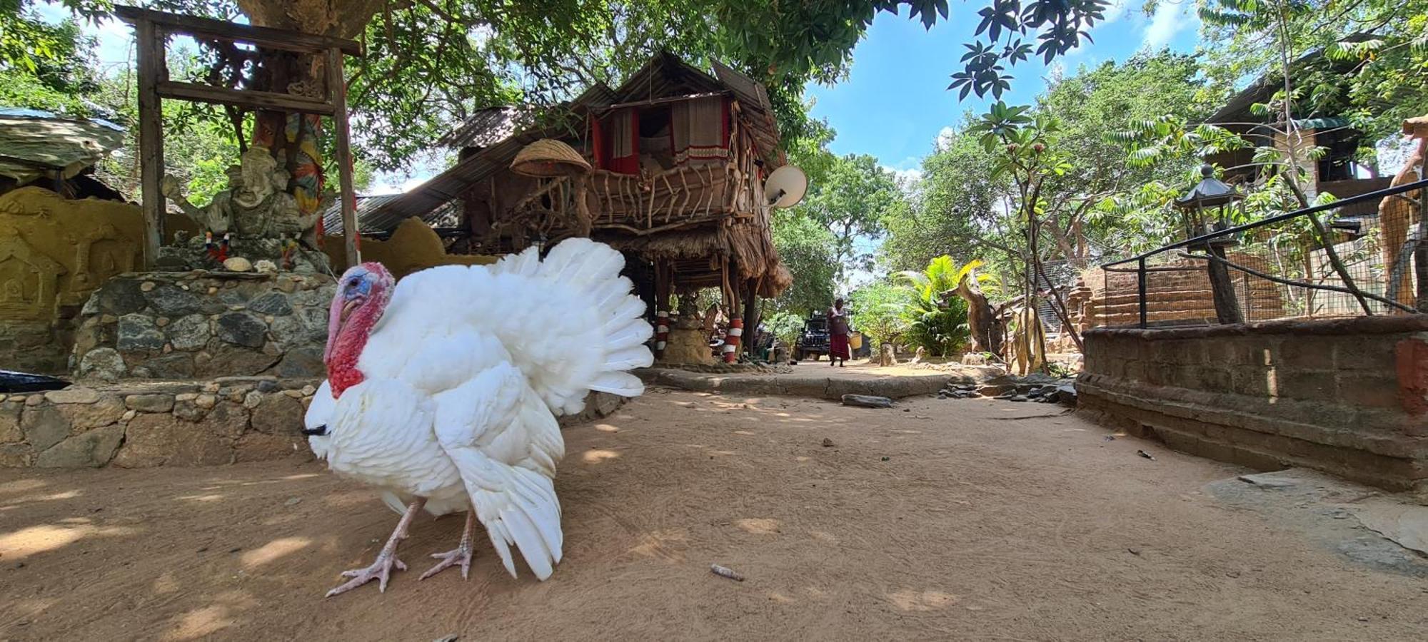 Humbhaha Jungle Yala Nature Eco Resort Катарагама Экстерьер фото