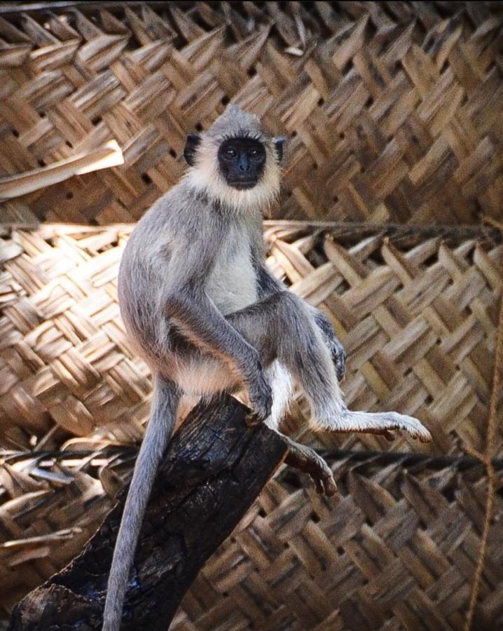 Humbhaha Jungle Yala Nature Eco Resort Катарагама Экстерьер фото