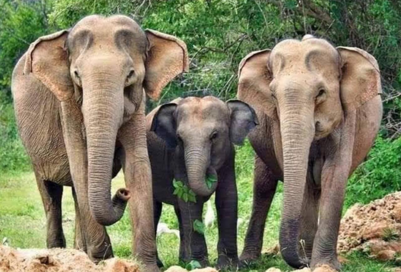 Humbhaha Jungle Yala Nature Eco Resort Катарагама Экстерьер фото