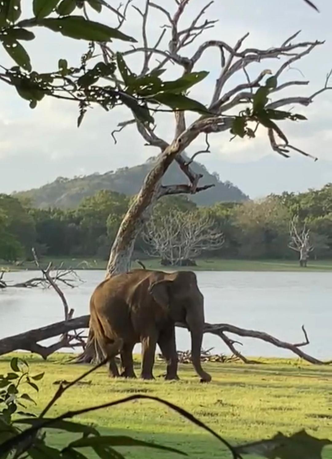 Humbhaha Jungle Yala Nature Eco Resort Катарагама Экстерьер фото