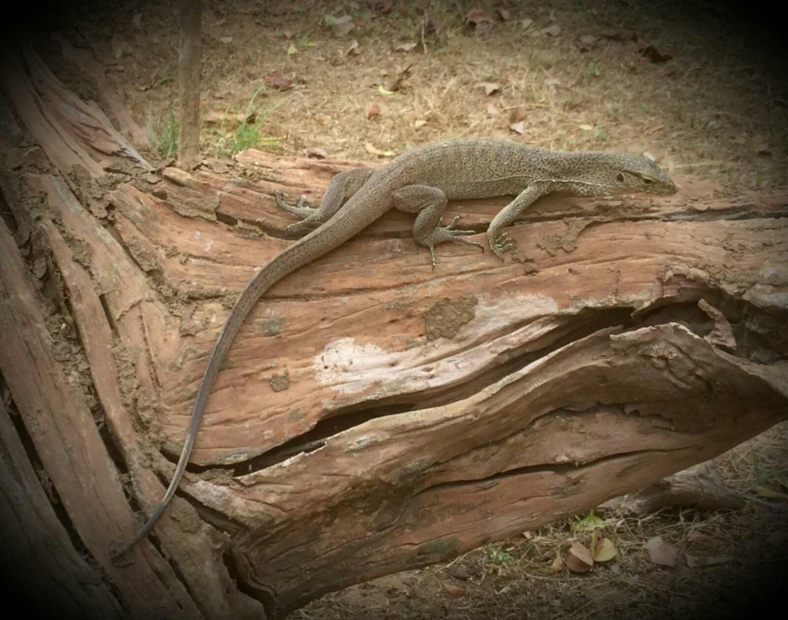 Humbhaha Jungle Yala Nature Eco Resort Катарагама Экстерьер фото